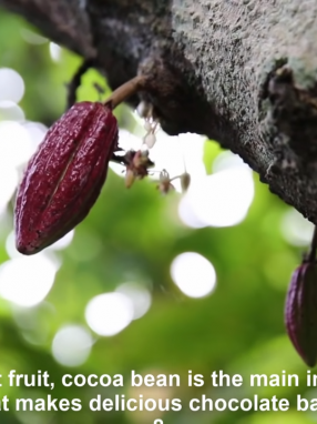 Cocoa Beans Vs Coffee Beans - They Do Differ! 32