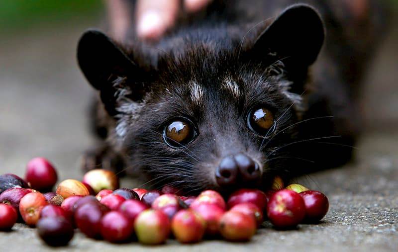 Civet Coffee Beans – Kinda Gross, But Tasty 25