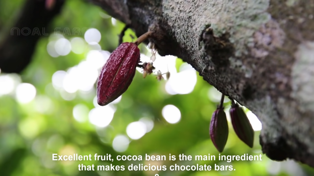 Cocoa Beans Vs Coffee Beans They Do Differ! Proven Tips from an 8