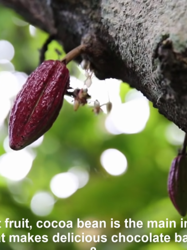 Cocoa Beans Vs Coffee Beans - They Do Differ! 26