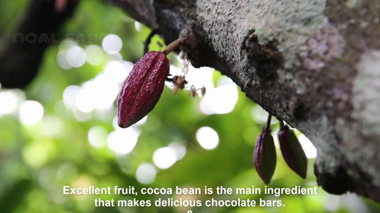 Cocoa Beans Vs Coffee Beans - They Do Differ! 1