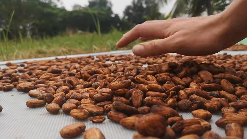 How to Make Chocolate from Cacao Beans 1