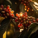 Cocoa Beans Vs Coffee Beans – They Do Differ!